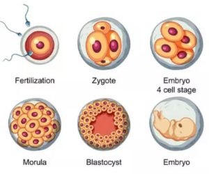 Blastocyst-Culture-And-Transfer